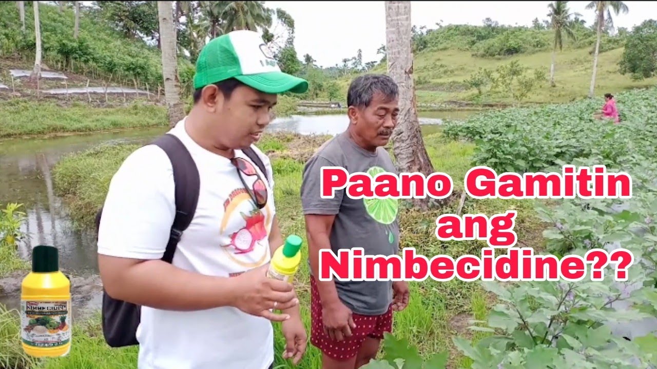 Paano Gamitin Ang Nimbecidine? [Insecticide sa Talong]