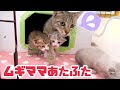 猫動画 出産後22日目 あちこち動き回る子猫に母猫奮闘 歯の生え始め？