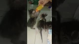 Di tinggal mati oleh ibu dari umur 2 Minggu ..doing supaya kucing sehat2 selalu