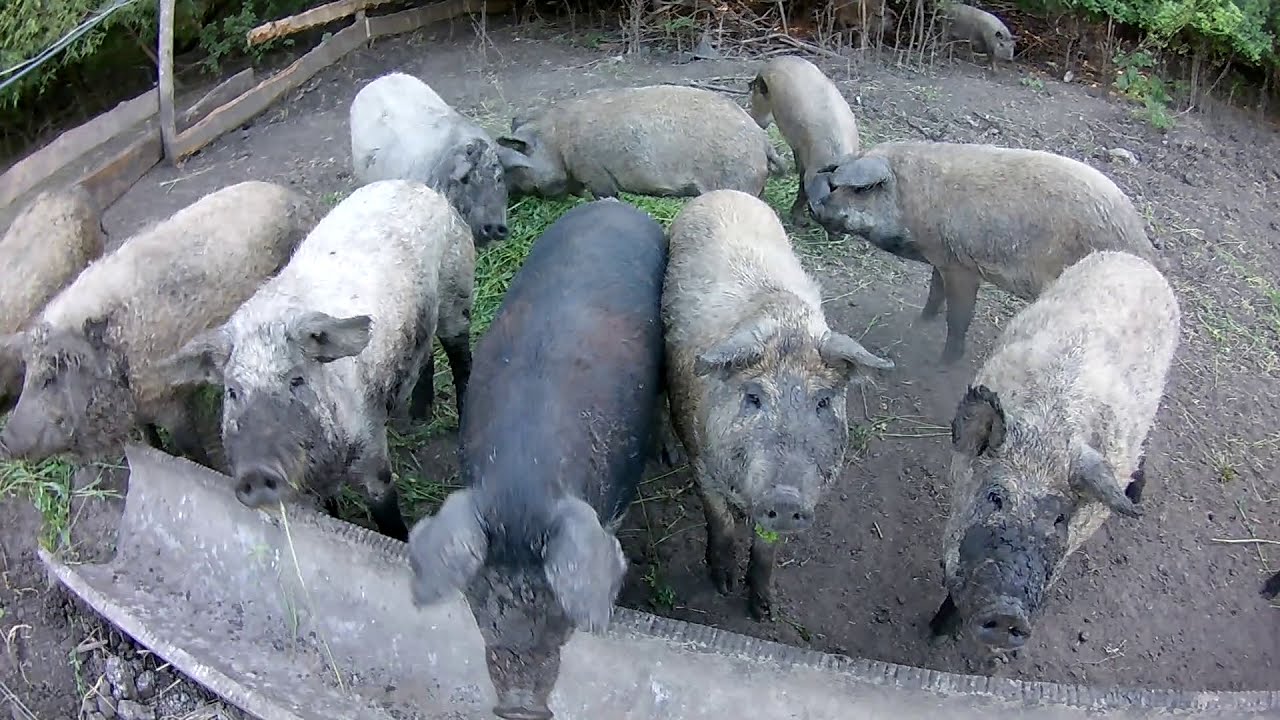 мангалица и електропастух - YouTube
