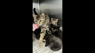 Daviess County Animal Care and Control Volunteers
