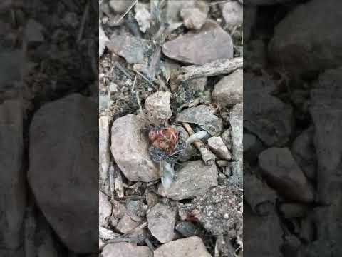 especie invasora ataca