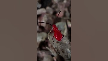 Zooming nature #apexel  #macrolensview #macro #mobilelens #photography #insects #nature