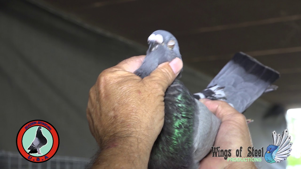 expo de belleza2018 videos buchon jiennense