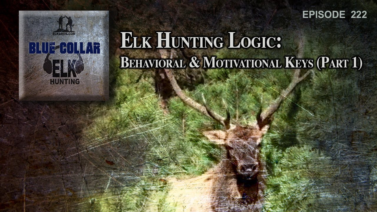 Elk Hunting Logic: Behavioral & Motivational Keys (Part 1)