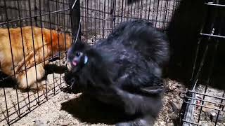 Flash back Friday Silkie chickens Feb 14th 2022 by WildEdibles 98 views 1 month ago 56 seconds