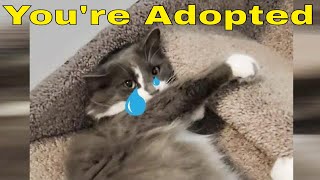 Youre Adopted Cat Video by Tiny Millionaire 283 views 2 years ago 15 seconds