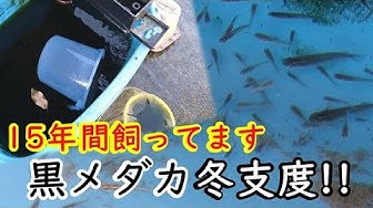 黒メダカ Youtube 黒メダカ Youtube