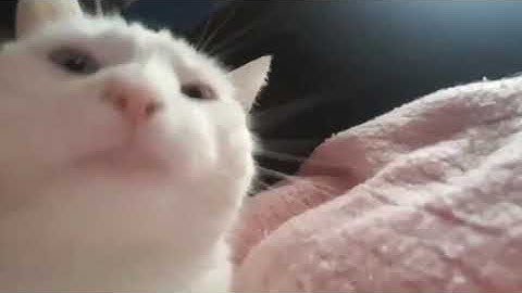 catJAM DANCING FOR 10 HOURS