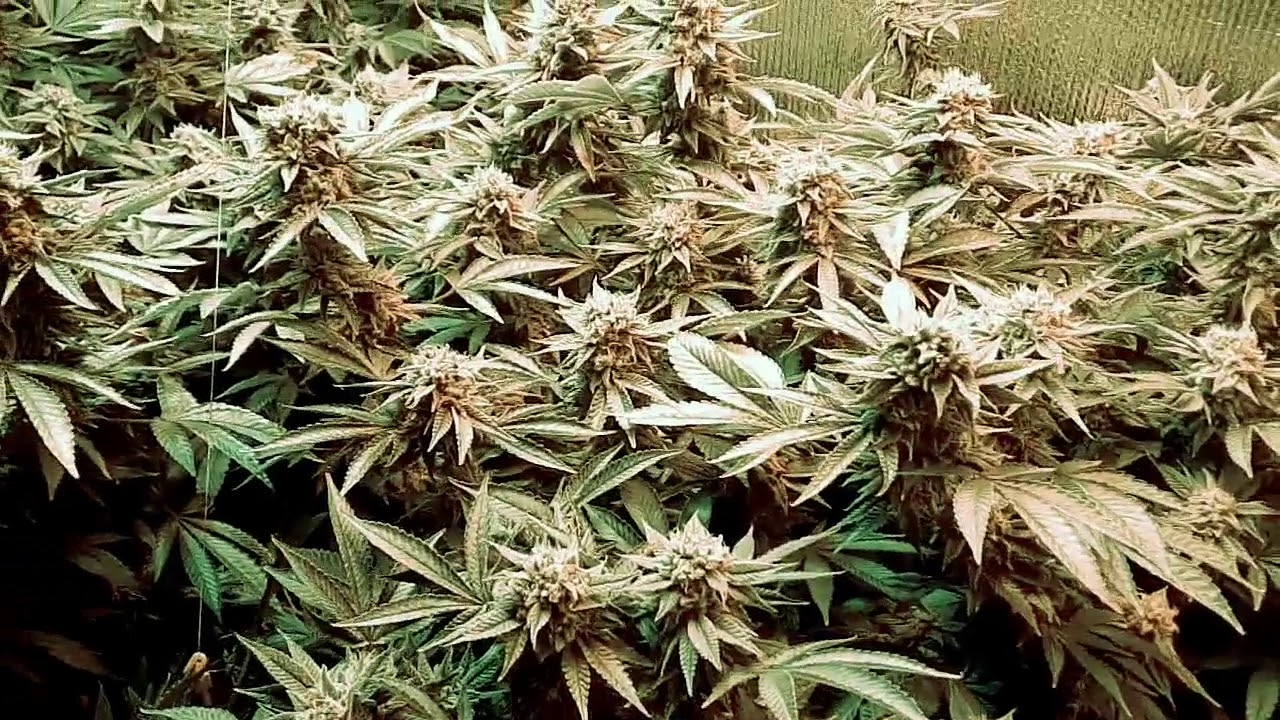 Gorilla Growing in New England