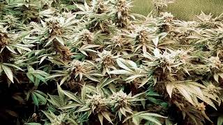 Gorilla Growing in New England