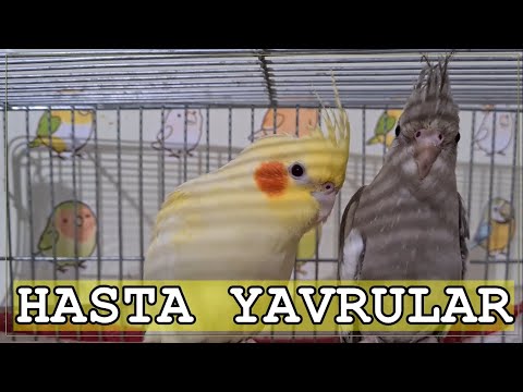 Video: Papağan Soğuk Algınlığı: Nasıl Tedavi Edilir