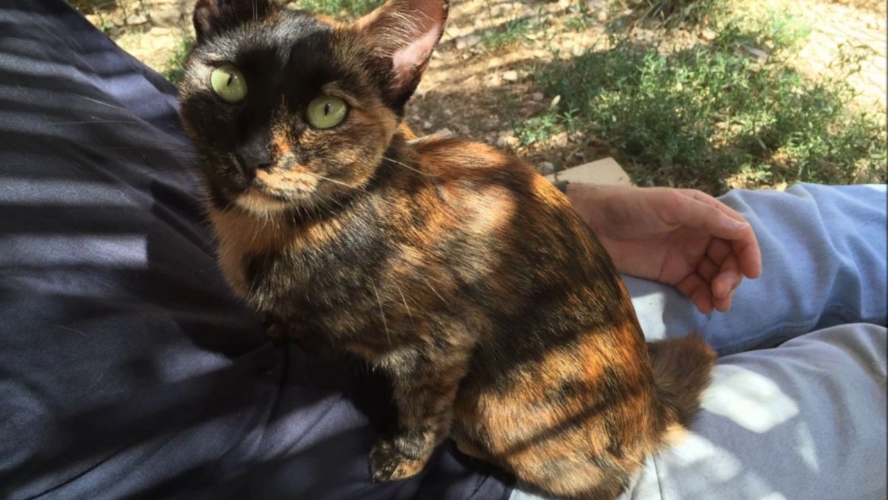 Clochette Adoptée :) Refuge Association chat libre Marseille