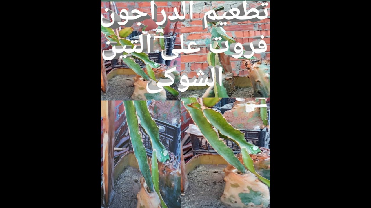 كيفيه تطعيم الدراجون فروت على التين الشوكى