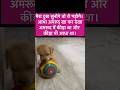 Mera dukh sunke ro doge🥲#trending #labrador #dogeshmemes #shorts#ytshorts #funny #comedy #viral