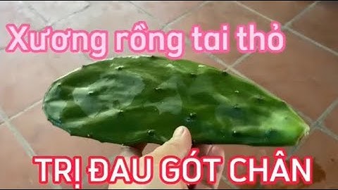 Hết đau gót chân với bài thuốc từ cây xương rồng tai thỏ và muối hạt