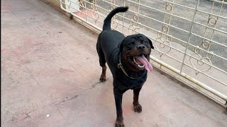 Working line rottweiler | obedience routine ✅