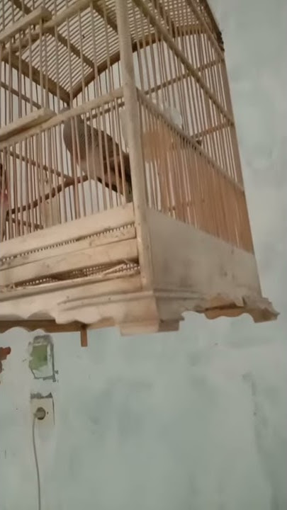 Perkutut bangkok suaranya bikin merinding