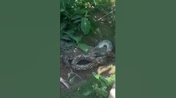 Crocodile attack python wildlife #shortsviral#crocodile# python#wildlife#wildanimals #youtubeshorts
