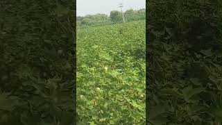 kapss ki kasht kar ka name Ahm paghim