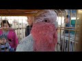 Тошкент қуш бозори: Тўтилар. Попугаи 26.10.19 Tashkent bird market