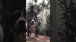 Crazy Amstaff just got hyperactive | #shorts #amstaff #dogmalayalam #viral | @barkhousek9401