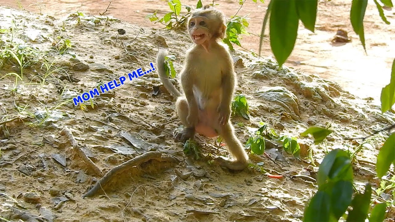 baby monkey crying for milk Baby monkey Lola