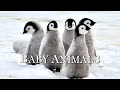 Bbs animaux en hiver  jeunes animaux sauvages amusants avec musique relaxante  film de dtent