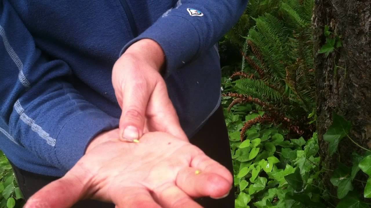 Bill Radke meets a spittle bug - YouTube