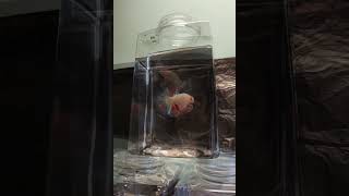 炫彩血斑斗鱼25秒独享片段
