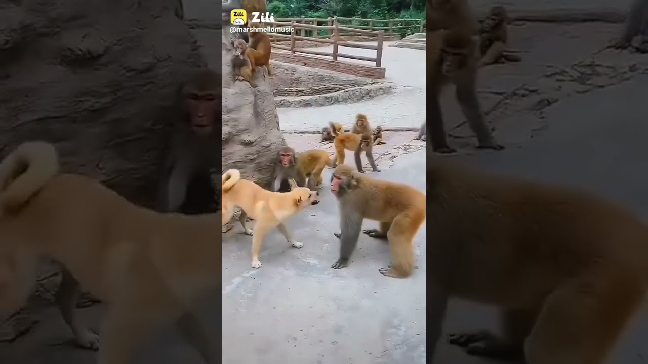 Dog VS monkey karata fight gali gali ma shor kar da
