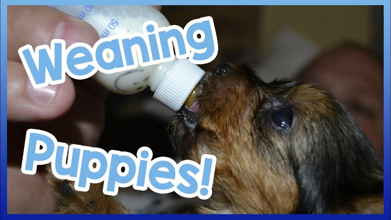 When Should Puppies Start Eating Food YouTube
