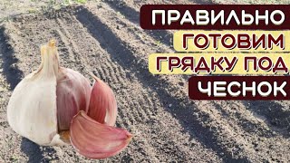 ГОТОВЬТЕ грядку под чеснок ЗАРАНЕЕ! Как ПРАВИЛЬНО подготовить ГРЯДКУ для ЧЕСНОКА. Посев СИДЕРАТОВ.