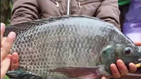 Hướng Dẫn Cách Làm Mồi Câu Cá Rô Phi Cắn Như Điên