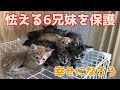 怯える6匹の子猫を保護