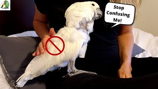 10 Things Birds Hate About Humans!