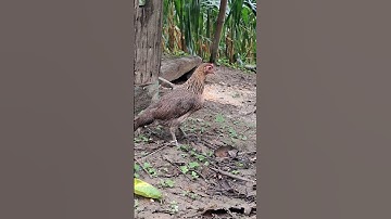 hãy cùng tôi bảo vệ gà rừng.lo rog kuv saib xyua qaib qus nawb