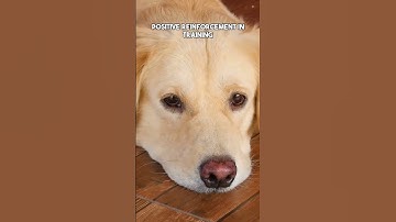 Mastering Agility Training with Golden Retrievers: A Fun and Rewarding Journey