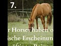 10 Faszinierende Fakten über Quarter Horses!