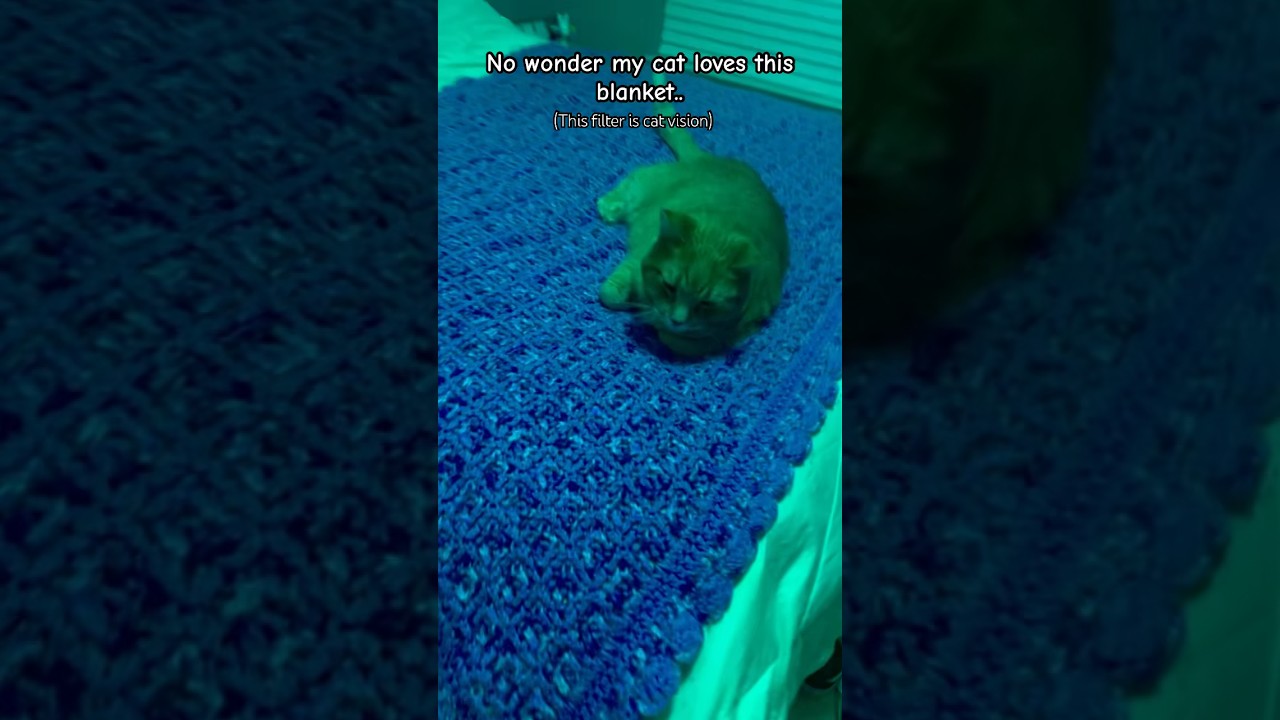 It’s such a cool color.. but why is my cat green xd YouTube