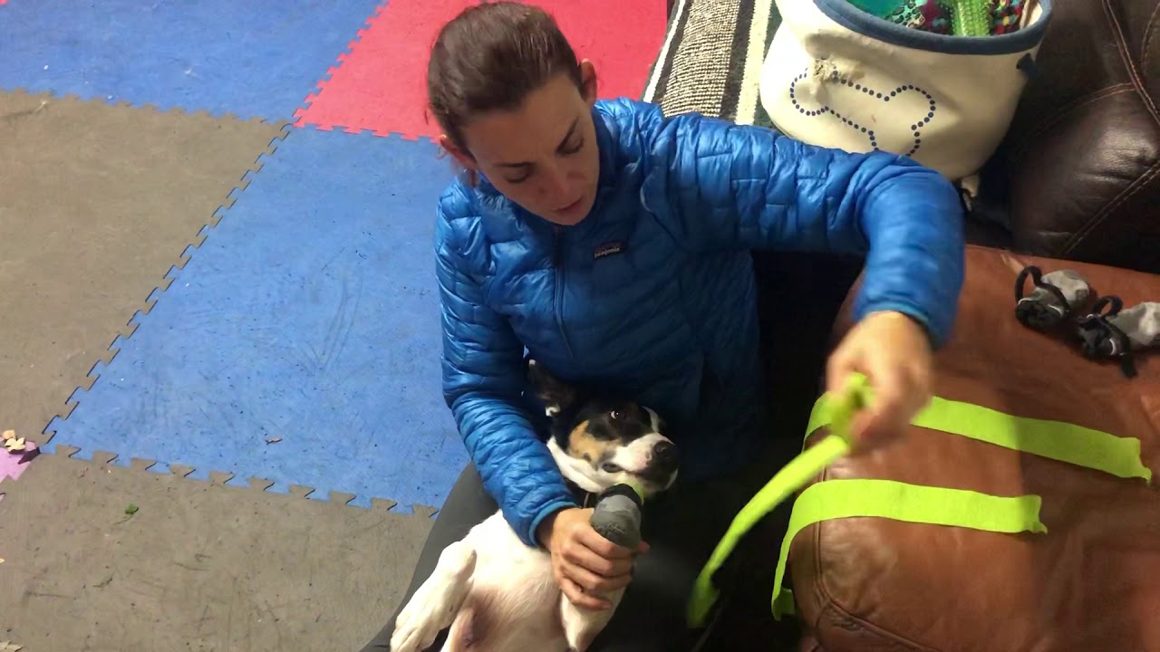 How To Wrap Dog S Ears For Bath