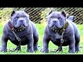 10 Razas De Pitbull Más Peligrosas y Letales Del Mundo