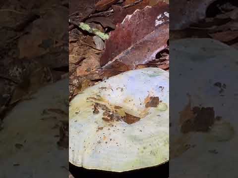 Lactarius indigo aka