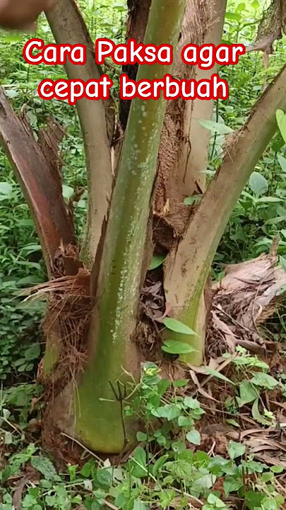 cara paksa pohon kelapa agar cepat berbuah