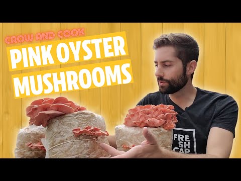 Pink Oyster Mushrooms: GROW and COOK (Tastes Like Bacon!!)