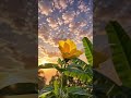 20 Jun 2026#flower#love #youtubeshorts