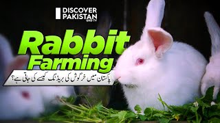 Modern RABBIT FARMING For Meat in Pakistan | Profitable Business | Kissan Ka Pakistan screenshot 1