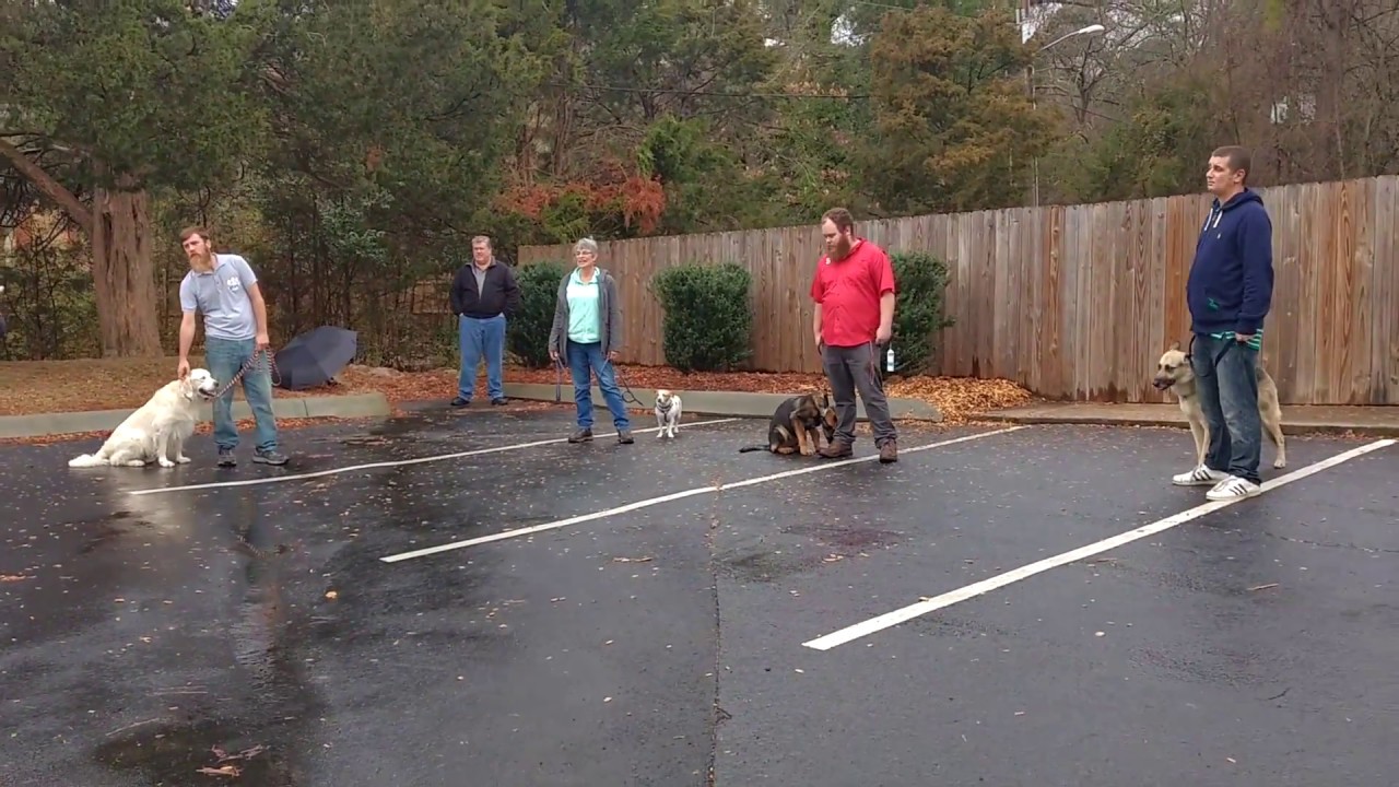 K9 Training School Score on Sit Command YouTube