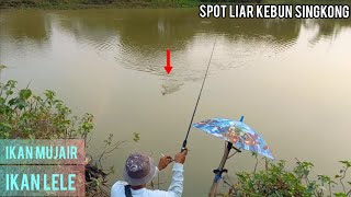 Mau Heran Tapi Nyata!!! Mancing Liar Banyak Mujair Dan Lele Nya