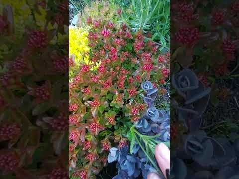Седум / очиток